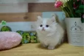 マンチカン(短足)【北海道・男の子・2024年4月11日・クリーム&ホワイト】の写真4