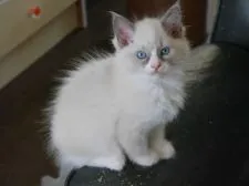 ラグドール【北海道・男の子・2015年2月11日・ブルーポイントバイカラー】の写真5