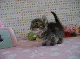 マンチカン【北海道・女の子・2014年1月28日・ブラウンタビー(母猫ダブルチャンピオン)】の写真5