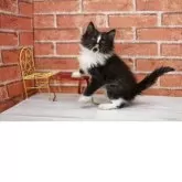 サイベリアン【北海道・男の子・2025年9月17日・ブラック&ホワイト】の写真4