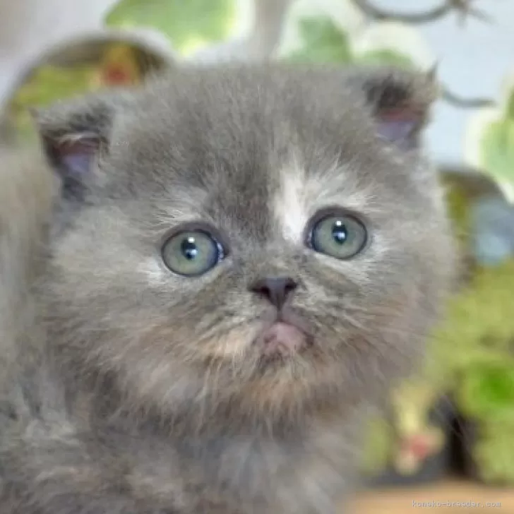 ID：2504-03140の子猫