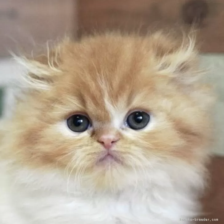 ID:2504-02697の子猫