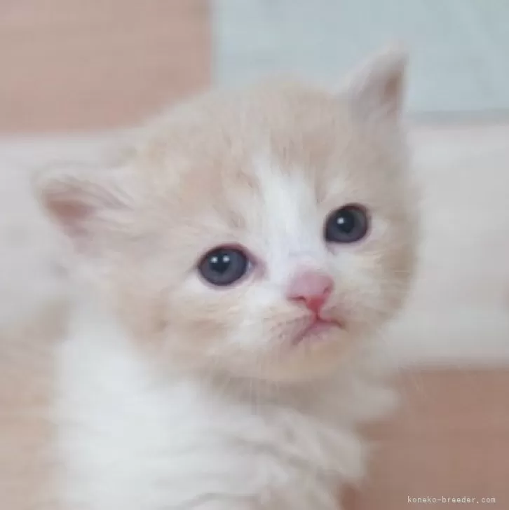 ID：2504-01647の子猫