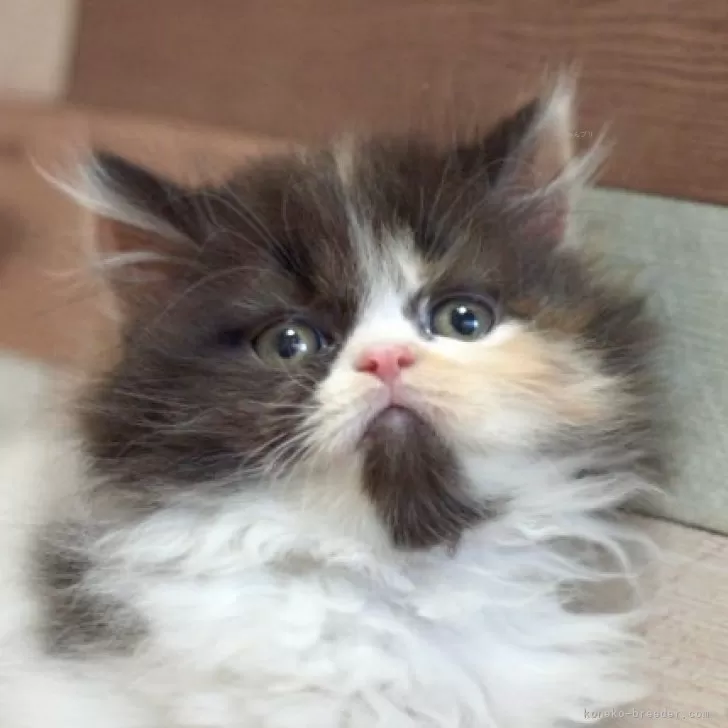 フォールデックス【北海道・女の子・2025年3月29日・キャリコ】の写真1