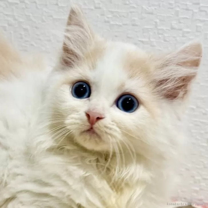 ID：2512-02021の子猫