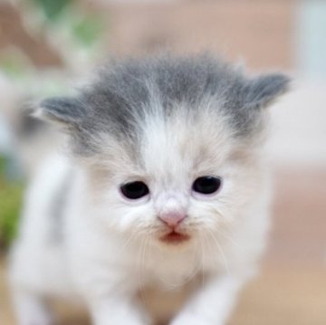 ラガマフィン【北海道・女の子・2025年10月11日・ダイリュートキャリコ】の写真「めちゃくちゃ可愛い子です🎶」