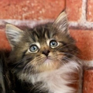 サイベリアン【北海道・男の子・2025年9月17日・ブラウンクラシックタビー&ホワイト】の写真「まだあどけない男の子、好奇心旺盛🎵」