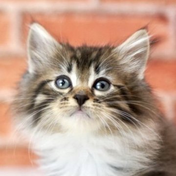 サイベリアン【北海道・男の子・2025年9月17日・ブラウンマッカレルタビー&ホワイト】の写真「好奇心旺盛！期待の男の子🎵」