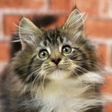 サイベリアン【北海道・男の子・2025年9月17日・ブラウンクラシックタビー&ホワイト】の写真「好奇心旺盛🎵日曜日までの特別価格」