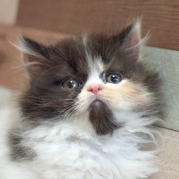 フォールデックス【北海道・女の子・2025年3月29日・キャリコ】の写真「個性的な色合い可愛い女の子！6/8まで掲載」