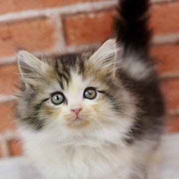 ラガマフィン【北海道・男の子・2025年10月9日・ブラウンタビー&ホワイト】の写真「おっとりとした可愛い子です🎶」