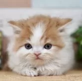 フォールデックス