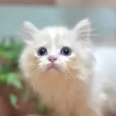 マンチカン(短足)