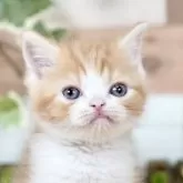 フォールデックス