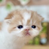 フォールデックス