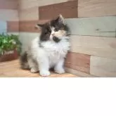 フォールデックス【北海道・女の子・2025年3月29日・キャリコ】の写真2