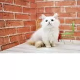 マンチカン(短足)【北海道・女の子・2025年7月5日・クリーム&ホワイトバン】の写真2