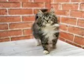 サイベリアン【北海道・男の子・2025年9月17日・ブラウンクラシックタビー&ホワイト】の写真2