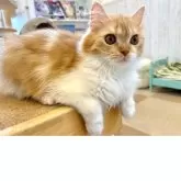 フォールデックス【北海道・女の子・2024年10月27日・レッドタビー&ホワイト】の写真2