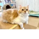 フォールデックス【北海道・女の子・2024年10月27日・レッドタビー&ホワイト】の写真3