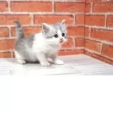 ラガマフィン【北海道・男の子・2025年12月15日・ブルータビー&ホワイト】の写真3