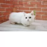 マンチカン(短足)【北海道・女の子・2025年7月5日・クリーム&ホワイトバン】の写真4