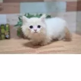 マンチカン(短足)【北海道・女の子・2025年7月5日・クリーム&ホワイトバン】の写真9