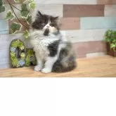 フォールデックス【北海道・女の子・2025年3月29日・キャリコ】の写真5