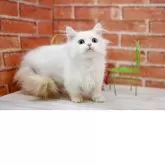 マンチカン(短足)【北海道・女の子・2025年7月5日・クリーム&ホワイトバン】の写真6