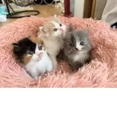 フォールデックス【北海道・女の子・2025年11月8日・キャリコ】の写真6