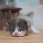 フォールデックス【北海道・女の子・2025年3月29日・キャリコ】の写真7