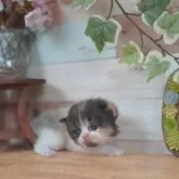 フォールデックス【北海道・女の子・2025年3月29日・キャリコ】の写真8