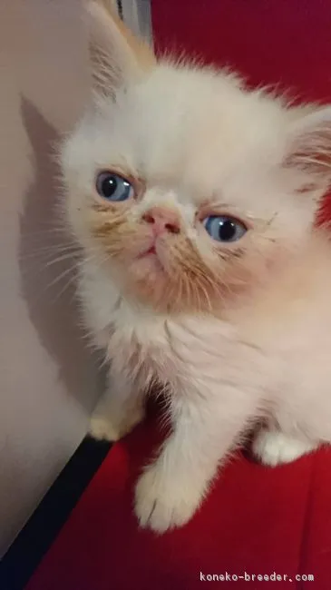 ID：1902-00433の子猫
