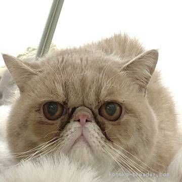 エキゾチックショートヘア【・男の子・2019年6月20日・クリームタビー】