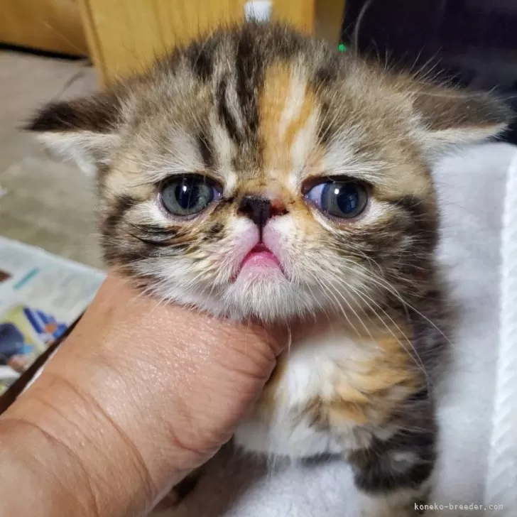 エキゾチックショートヘア【京都府・女の子・2024年3月29日・ブラウンパッチドタビーホワイト】の写真1「初めての画像にとまどっています」