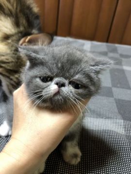 エキゾチックショートヘア【京都府・女の子・2019年6月20日・ブルー】の写真「綺麗な色の女の子」
