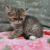 エキゾチックショートヘア【京都府・男の子・2024年7月20日・ブラウンタビーホワイト】の写真1