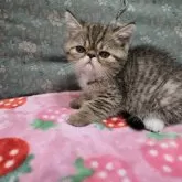 エキゾチックショートヘア【京都府・男の子・2024年7月20日・ブラウンタビーホワイト】の写真4