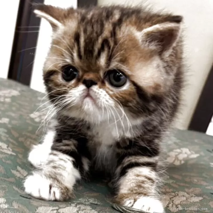 ID：2505-00516の子猫