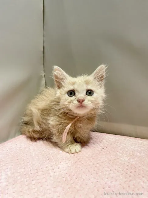 ID：2204-00344の子猫