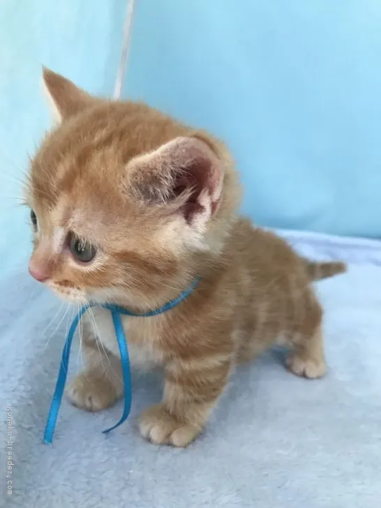 マンチカン【神奈川県・男の子・2017年5月9日・レッドタビー】の写真1