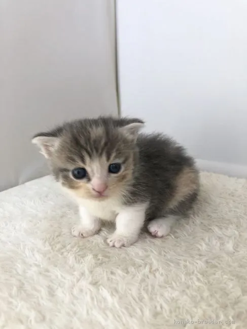 ZonO 様のお迎えした子猫