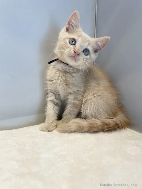 ID：2103-00470の子猫
