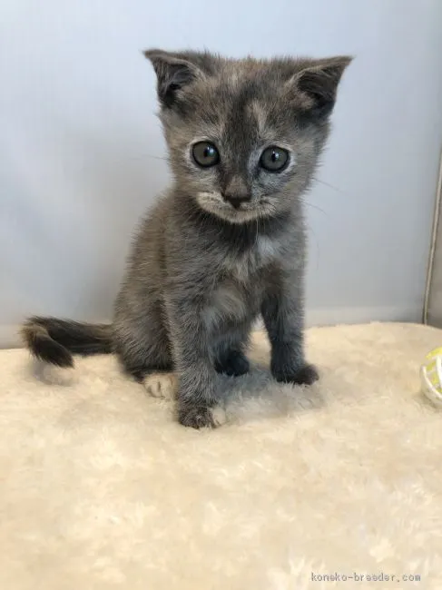 ID:2009-00166の子猫