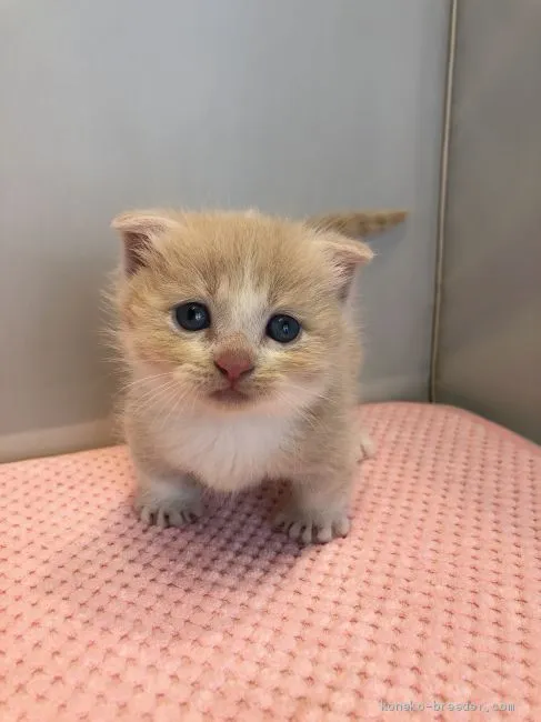 くうちゃんママ 様のお迎えした子猫