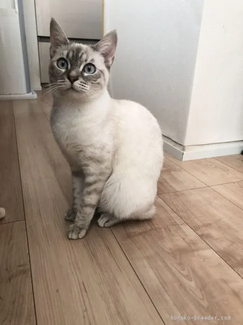 ID:2005-00182の子猫