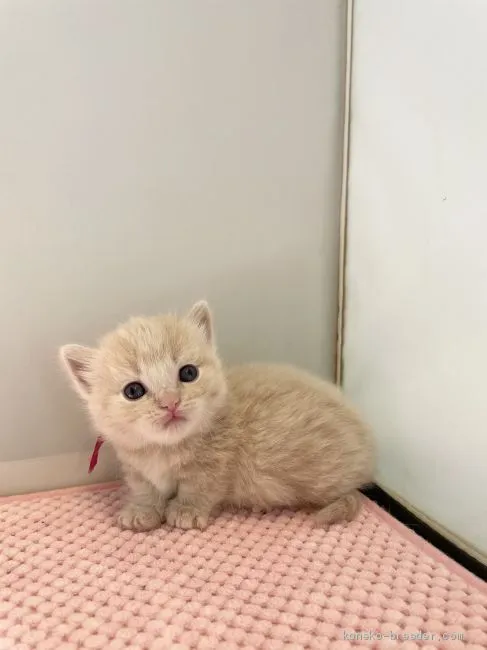 ID:2103-00013の子猫