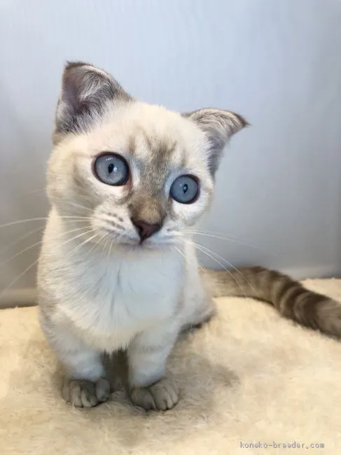 ID：2007-02106の子猫