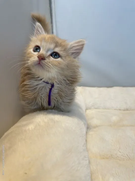 ID:2103-00860の子猫