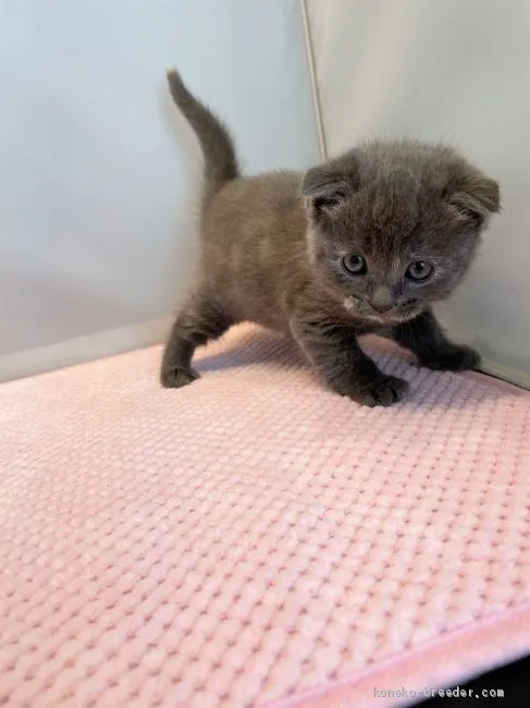ID:2011-00880の子猫